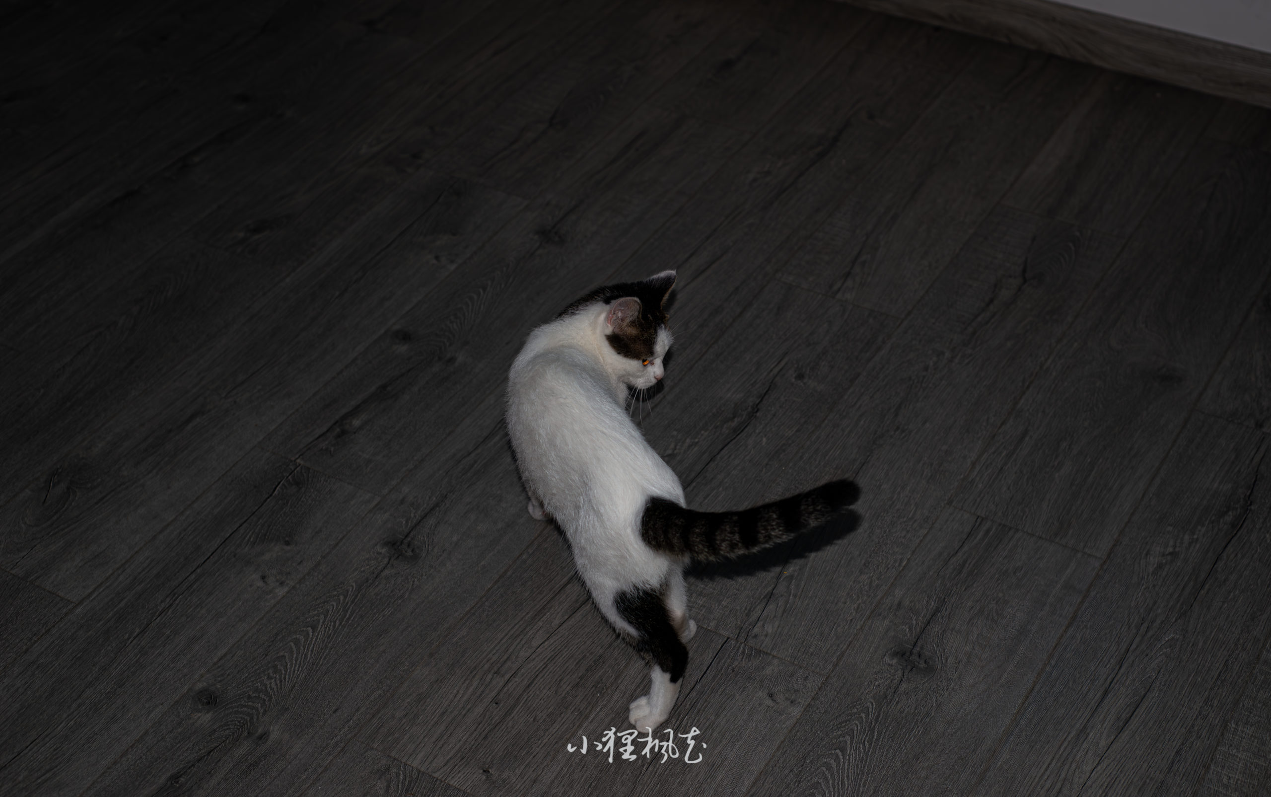 20231001-我的笨猫2WM