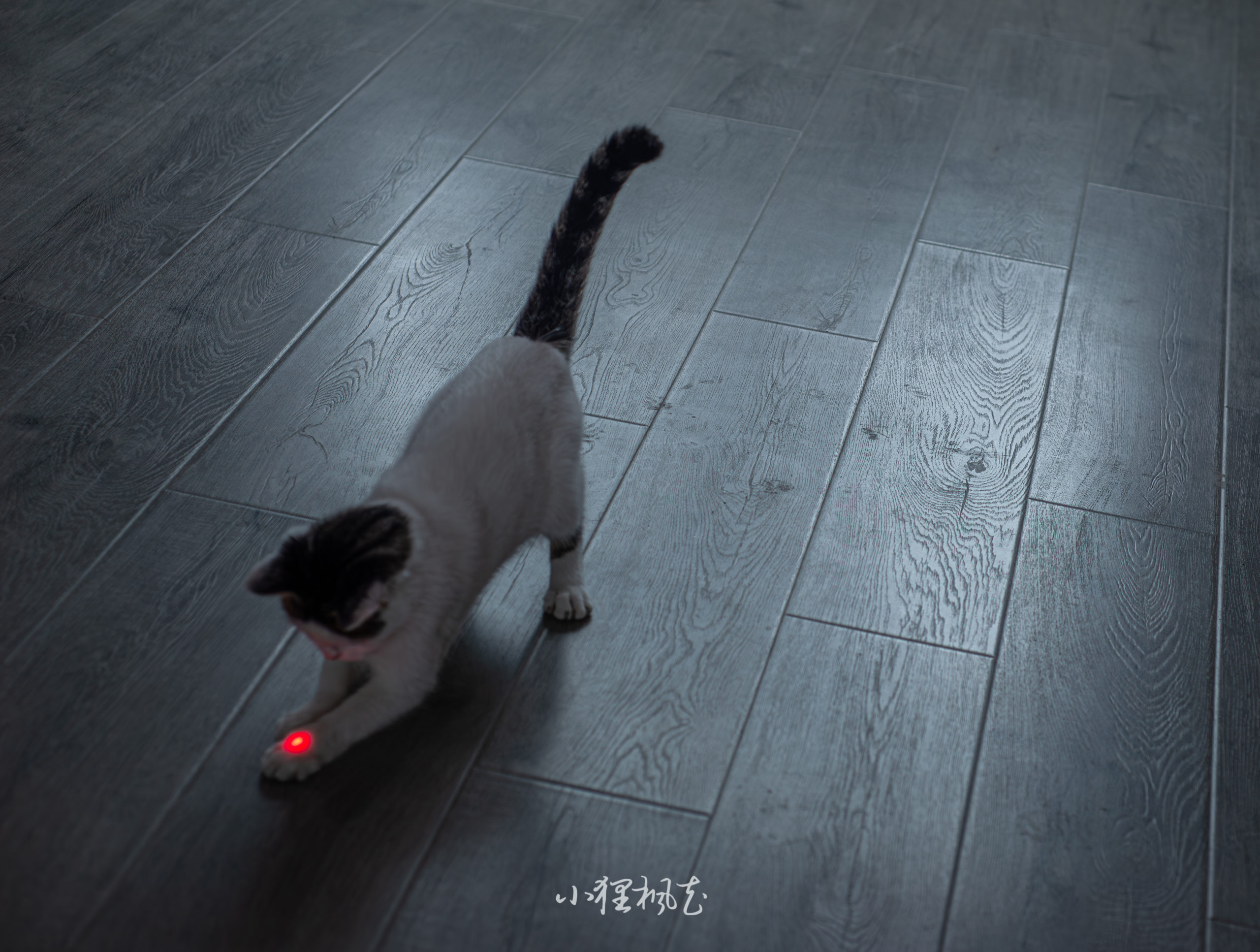 20231001-我的笨猫WM